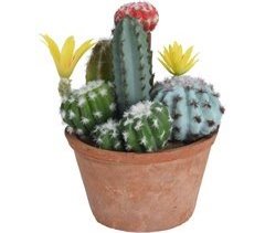 Cactus en maceta Terracotta