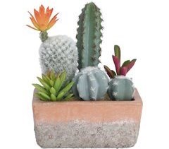 Cactus con maceta Terracotta