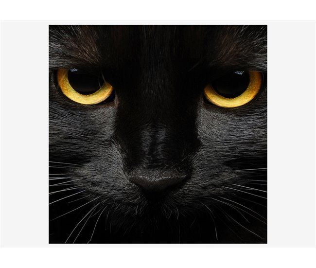 Canvas BLACK CAT marca CONFORAMA Multicolor