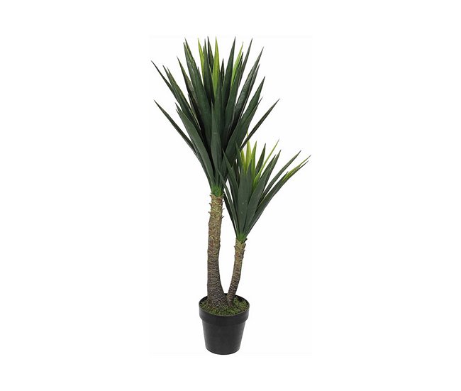 Planta Decorativa Yucca Verde