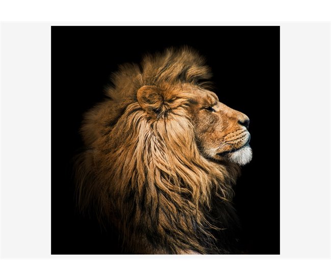 Canvas LION PROFILE marca CONFORAMA Multicolor