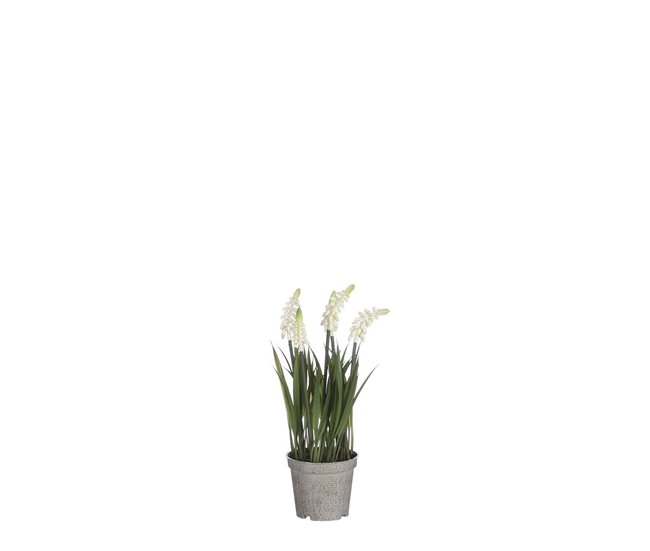 Flor de jacinto 🥇 ¡VER PRECIOS · Comprar Online Febrero 2023!