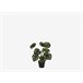 Planta artificial CALATHEA marca MYCA Verde