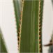 Planta Artificial PEVA, Bambú, PP, Cemento Verde