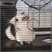 Jaula para roedores PawHut D51-153 Multicolor