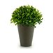 Planta Decorativa Verde
