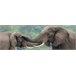 Canvas ELEPHANTS marca CONFORAMA Multicolor