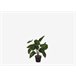 Planta artificial FILODENDRO marca MYCA Verde