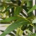 Planta Artificial Poliéster, Bambú, Cemento, PP HOMCOM Verde